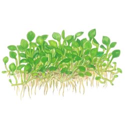 Marsilea minuta, 1-2-Grow! 