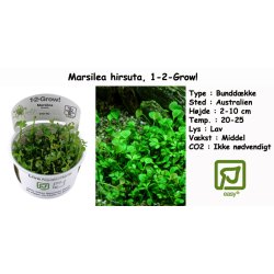 Marsilea hirsuta, 1-2-Grow! 