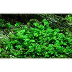 Marsilea hirsuta, 1-2-Grow! 