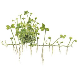 Marsilea hirsuta, 1-2-Grow! 