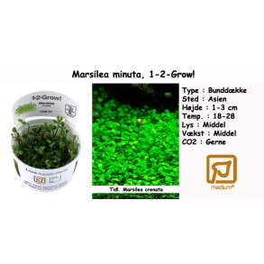 Marsilea minuta, 1-2-Grow! 