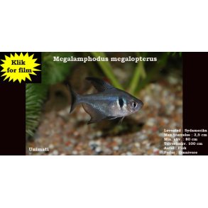 Megalamphodus megalopterus - Sort fantomtetra