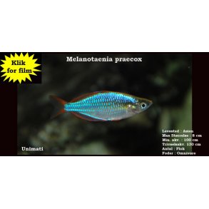 Melanotaenia praecox - Diamant regnbuefisk