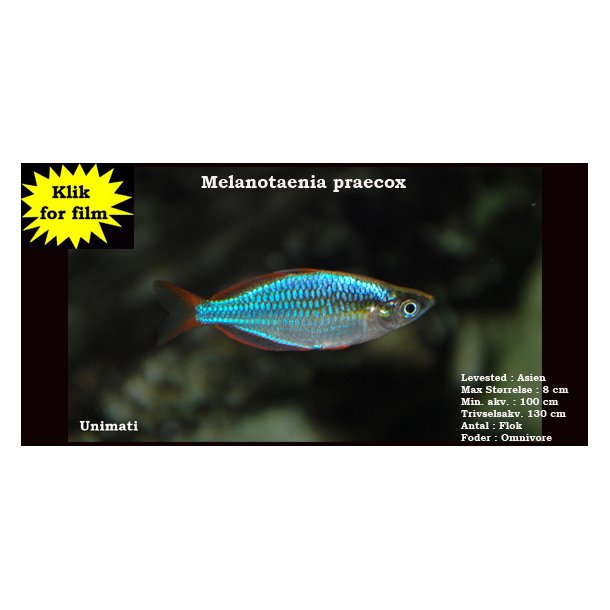 Melanotaenia praecox - Diamant regnbuefisk
