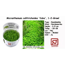 Micranthemum callitrichoides 'Cuba', 1-2-Grow! 