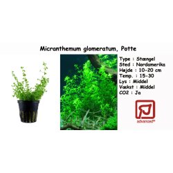 Micranthemum glomeratum, Potte