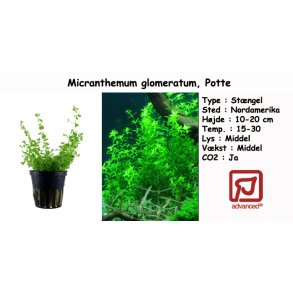 Micranthemum glomeratum, Potte