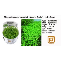 Micranthemum tweediei 'Monte Carlo', 1-2-Grow! 
