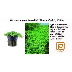 Micranthemum tweediei 'Monte Carlo', Potte