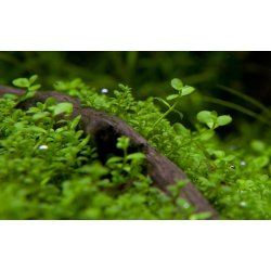 Micranthemum tweediei 'Monte Carlo', 1-2-Grow! 