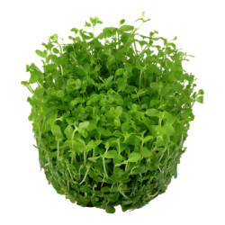 Micranthemum tweediei 'Monte Carlo', 1-2-Grow! 