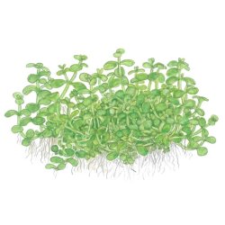 Micranthemum tweediei 'Monte Carlo', 1-2-Grow! 