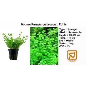 Micranthemum umbrosum, Potte