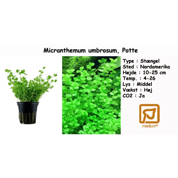 Micranthemum umbrosum, Potte