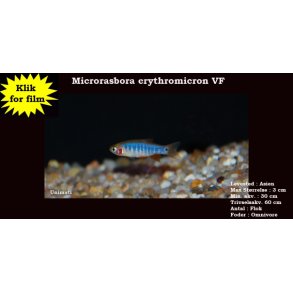 Microrasbora erythromicron VF