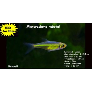 Microrasbora kubotai