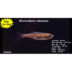 Microrasbora rubescens