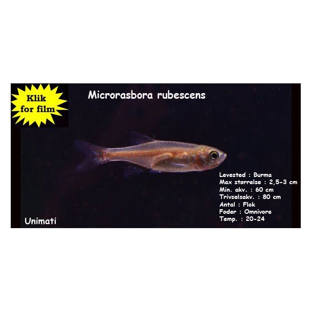 Microrasbora rubescens