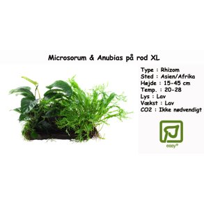 Microsorum - Anubias 'Duet' p� rod XL