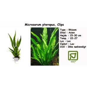 Microsorum pteropus - Javabregne, Clips