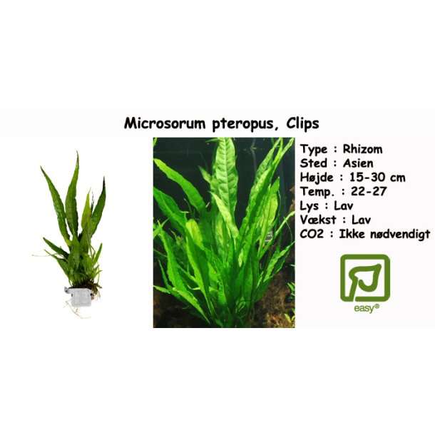 Microsorum pteropus - Javabregne, Clips