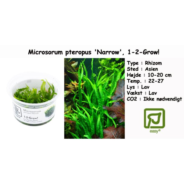 Microsorum pteropus 'Narrow', 1-2-Grow!