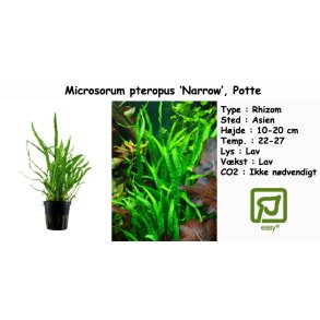 Microsorum pteropus 'Narrow', Potte