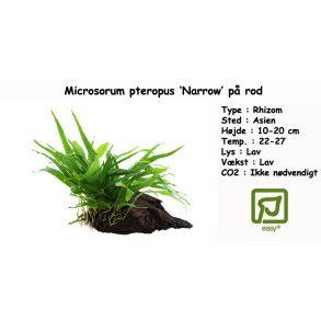 Microsorum pteropus 'Narrow' p rod