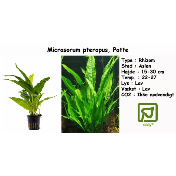 Microsorum pteropus - Javabregne, Potte
