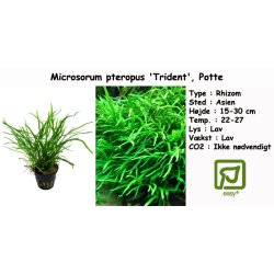 Microsorum pteropus 'Trident', Potte