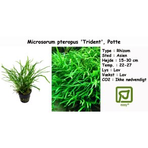 Microsorum pteropus 'Trident', Potte