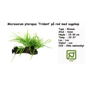 Microsorum pteropus 'Trident' p rod med sugekop