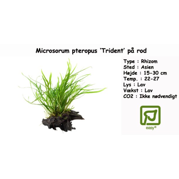 Microsorum pteropus 'Trident' p rod