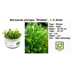 Microsorum pteropus 'Windel�v', 1-2-Grow!