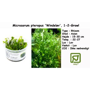 Microsorum pteropus 'Windel�v', 1-2-Grow!