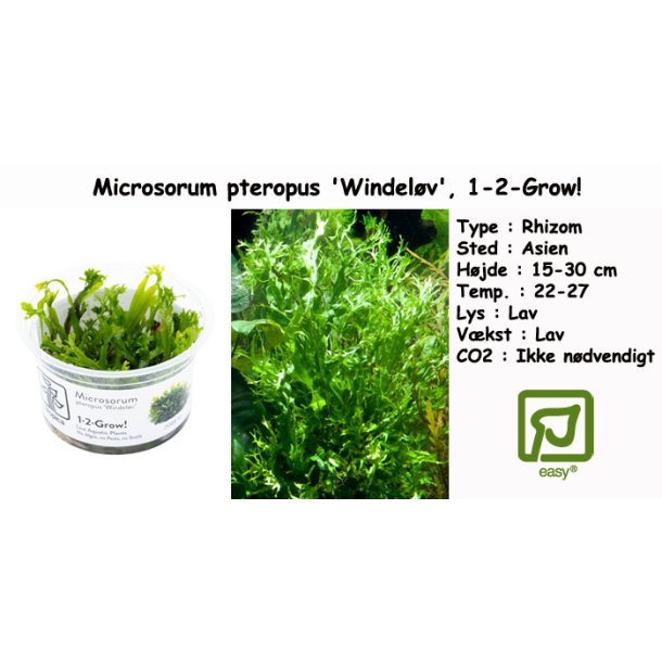 Microsorum pteropus 'Windel�v', 1-2-Grow!