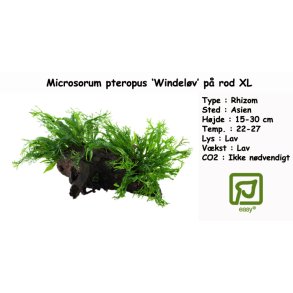 Microsorum pteropus 'Windelv' p rod XL