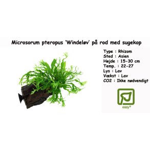 Microsorum pteropus 'Windelv' p rod med sugekop