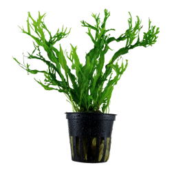 Microsorum pteropus 'Windelv', Potte