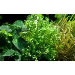 Microsorum pteropus 'Windelv', Potte