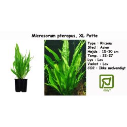 Microsorum pteropus - Javabregne, XL Potte
