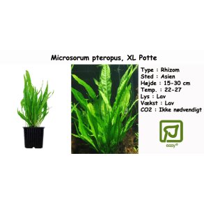 Microsorum pteropus - Javabregne, XL Potte