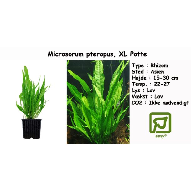 Microsorum pteropus - Javabregne, XL Potte