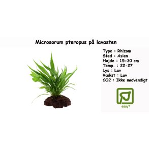 Microsorum pteropus p lavasten