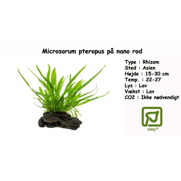 Microsorum pteropus p� nano rod