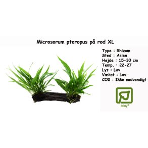 Microsorum pteropus p rod XL