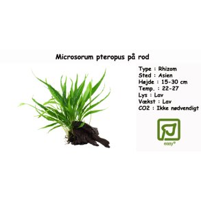 Microsorum pteropus p rod