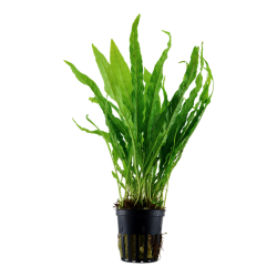 Microsorum pteropus - Javabregne, XL Potte