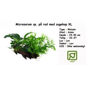 Microsorum sp. p� rod med sugekop XL
