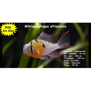 Mikrogeophagus altispinosa